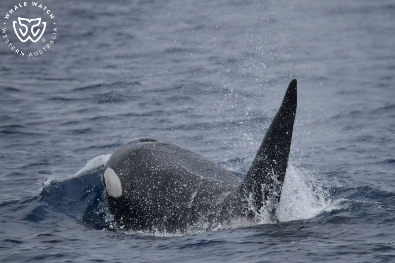 Whale Watch Western Australia