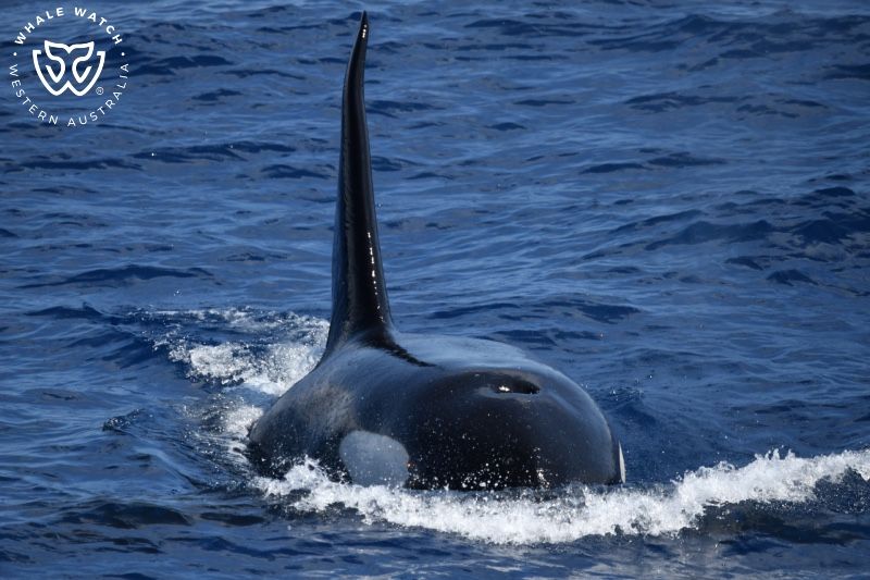 Whale Watch Western Australia