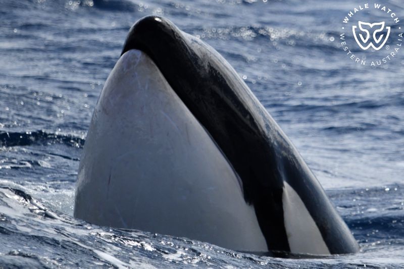 Whale Watch Western Australia