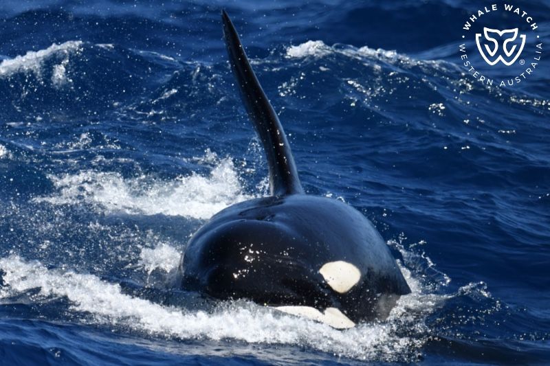 Whale Watch Western Australia