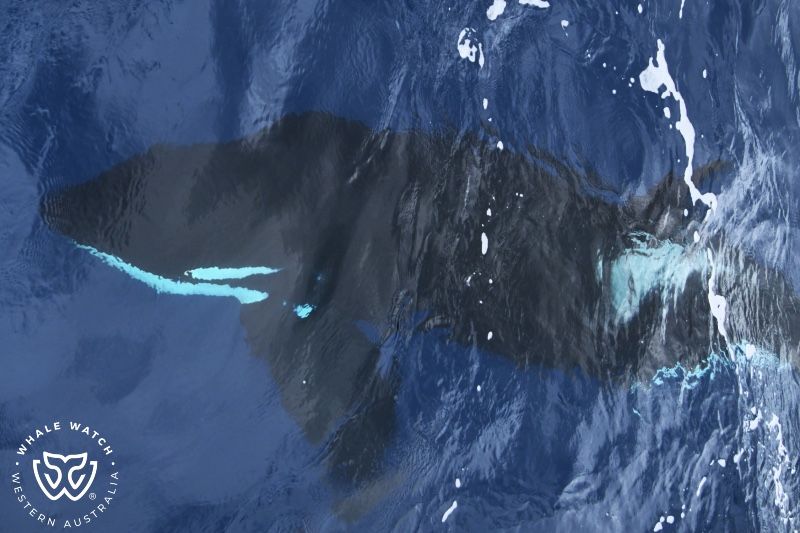 Whale Watch Western Australia