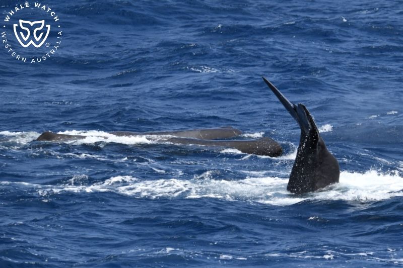 Whale Watch Western Australia
