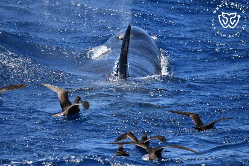 Whale Watch Western Australia