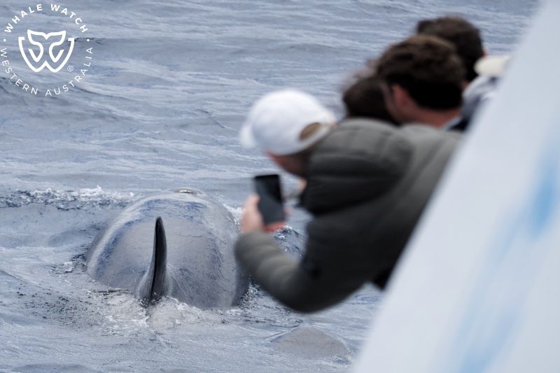 Whale Watch Western Australia