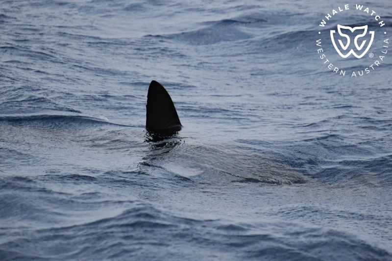Whale Watch Western Australia