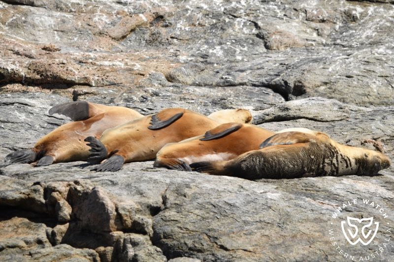 Whale Watch Western Australia
