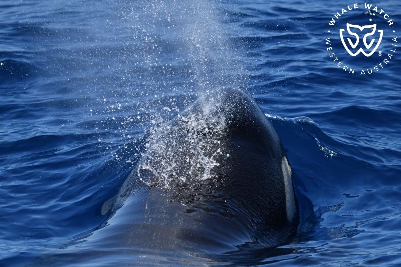 Whale Watch Western Australia