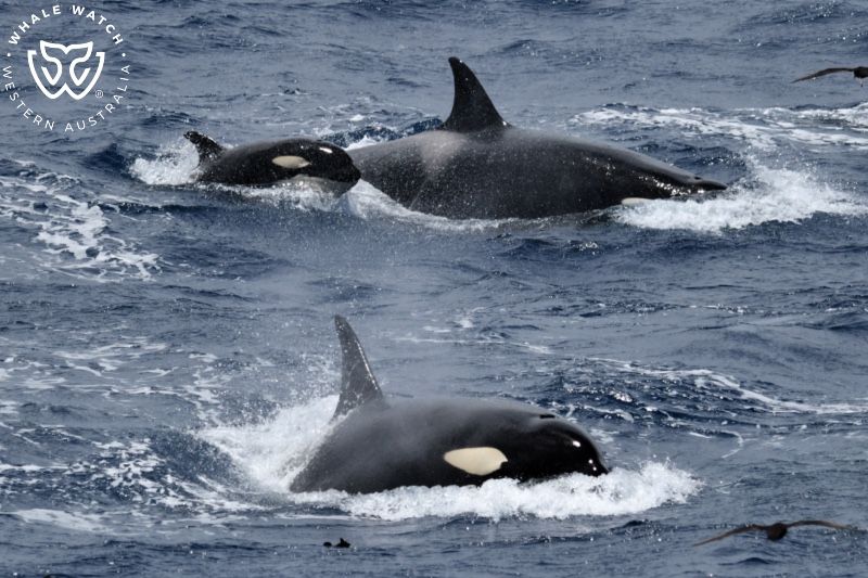 Whale Watch Western Australia