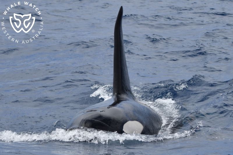 Whale Watch Western Australia