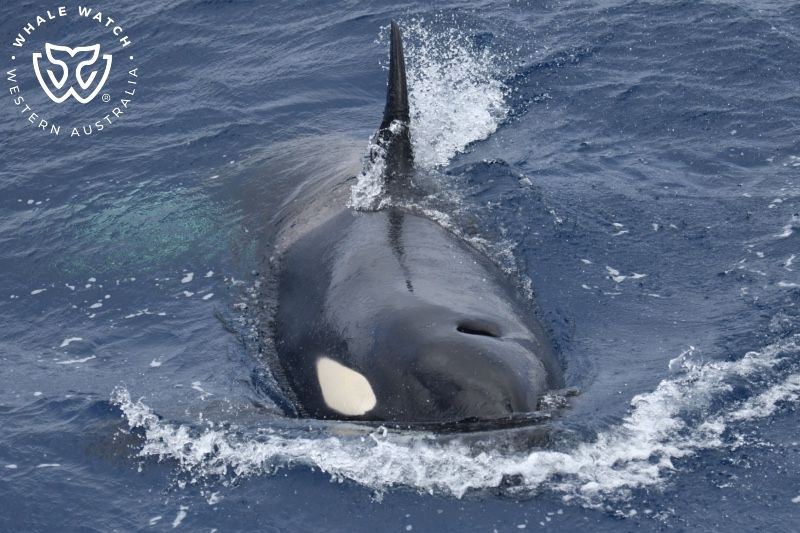 Whale Watch Western Australia