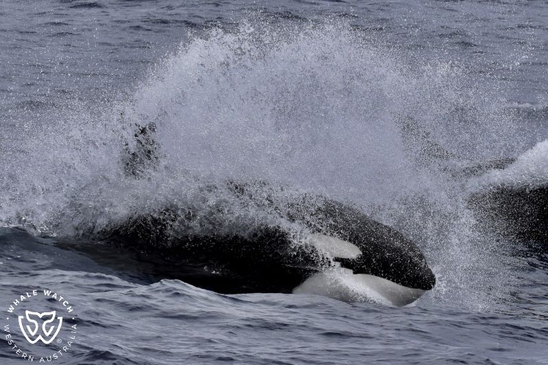Whale Watch Western Australia