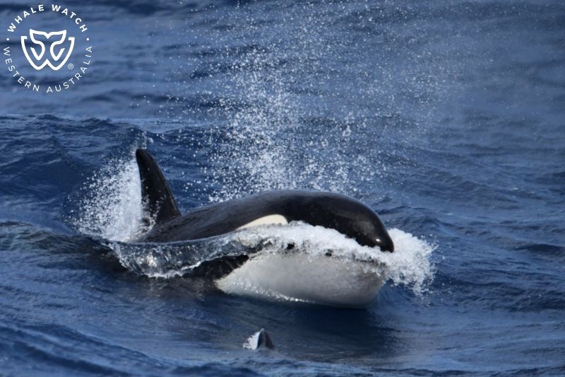 Whale Watch Western Australia