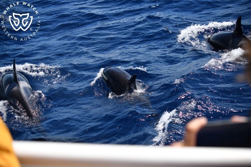 Whale Watch Western Australia