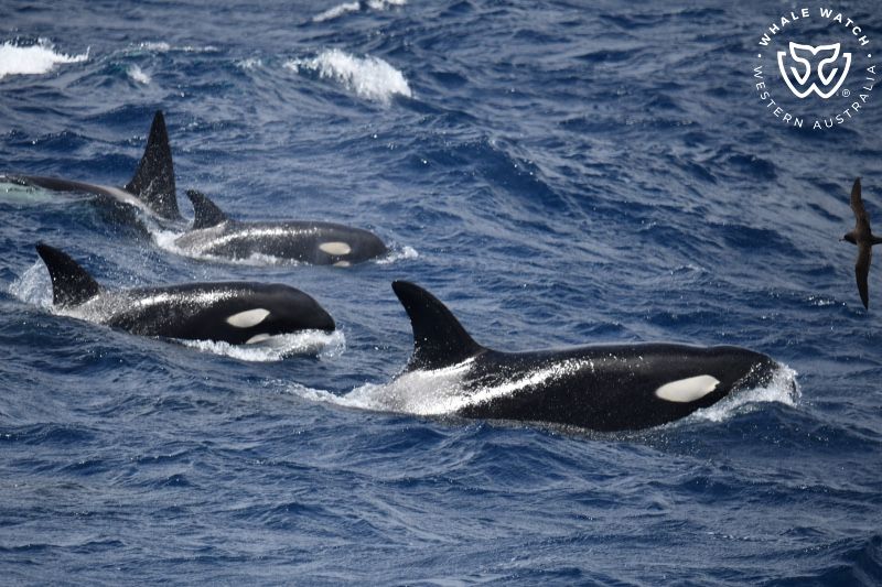 Whale Watch Western Australia