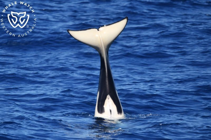 Whale Watch Western Australia