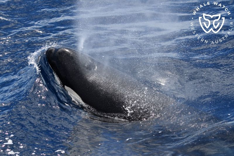 Whale Watch Western Australia