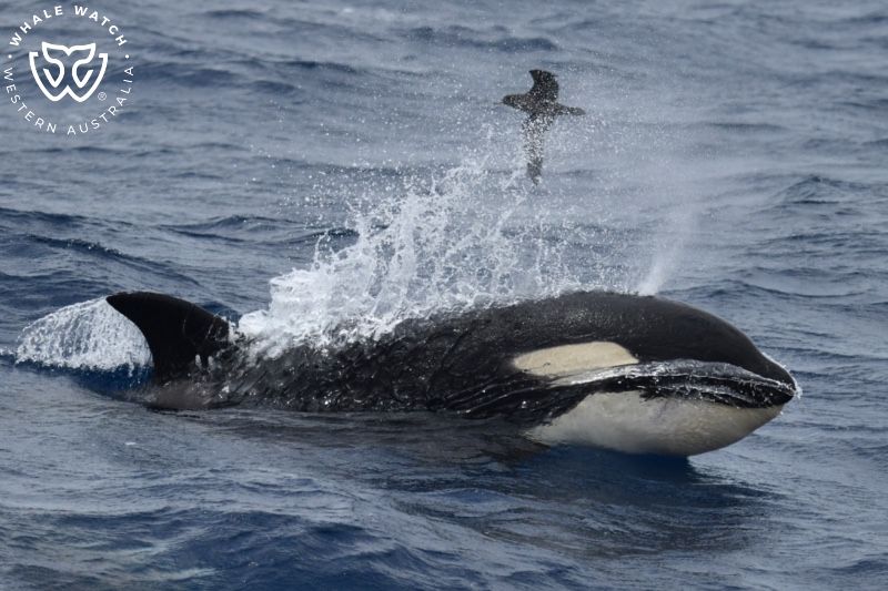 Whale Watch Western Australia