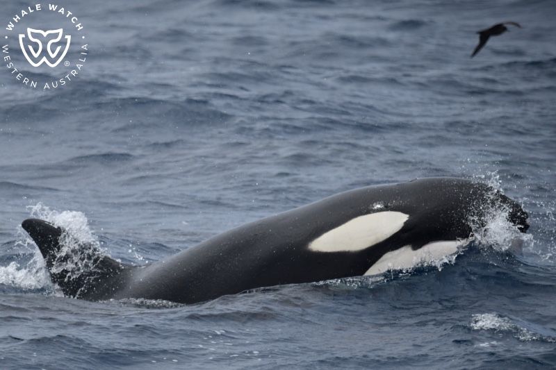 Whale Watch Western Australia