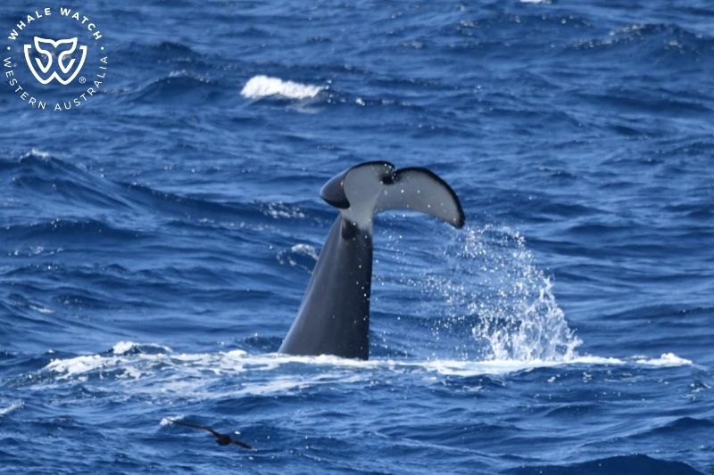 Whale Watch Western Australia