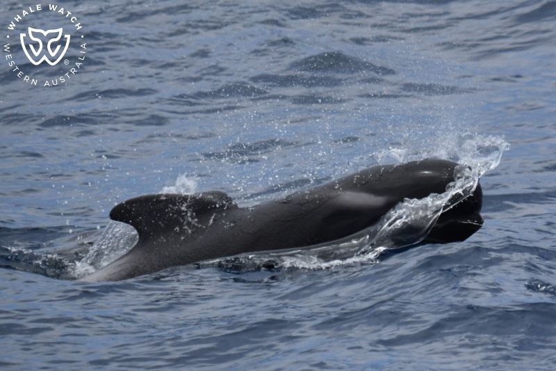 Whale Watch Western Australia