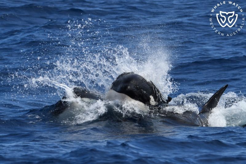 Whale Watch Western Australia