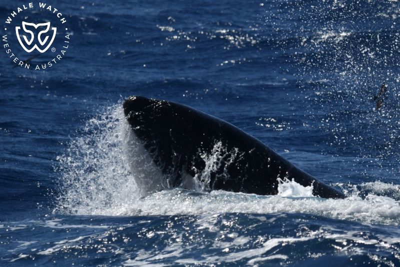 Whale Watch Western Australia