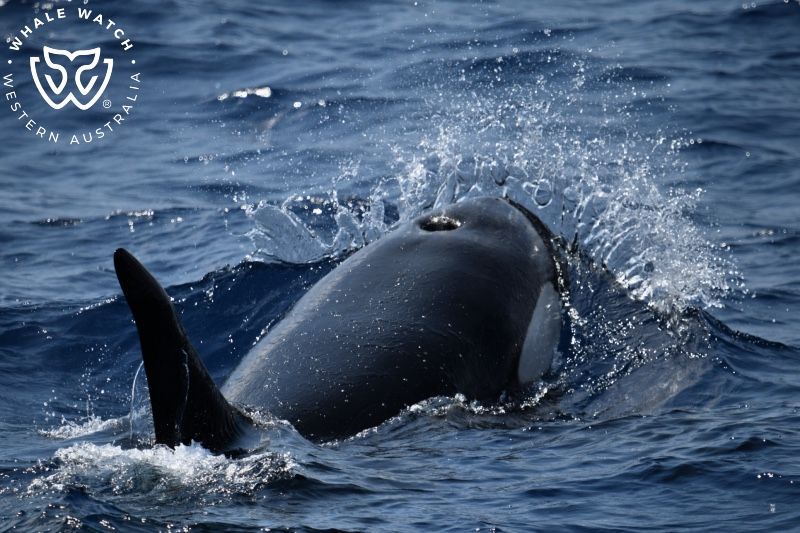 Whale Watch Western Australia