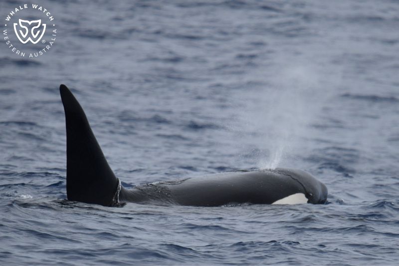 Whale Watch Western Australia
