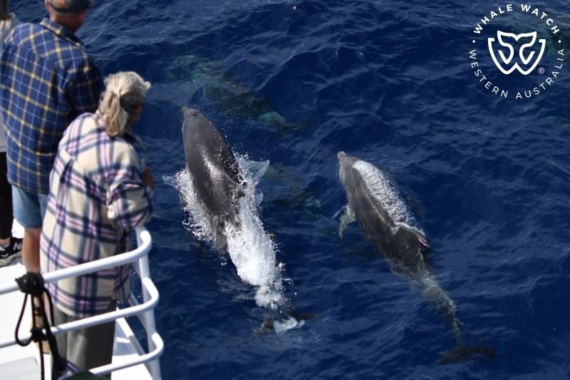 Whale Watch Western Australia