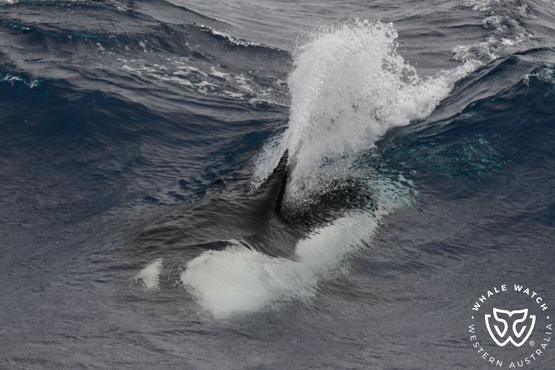 Whale Watch Western Australia