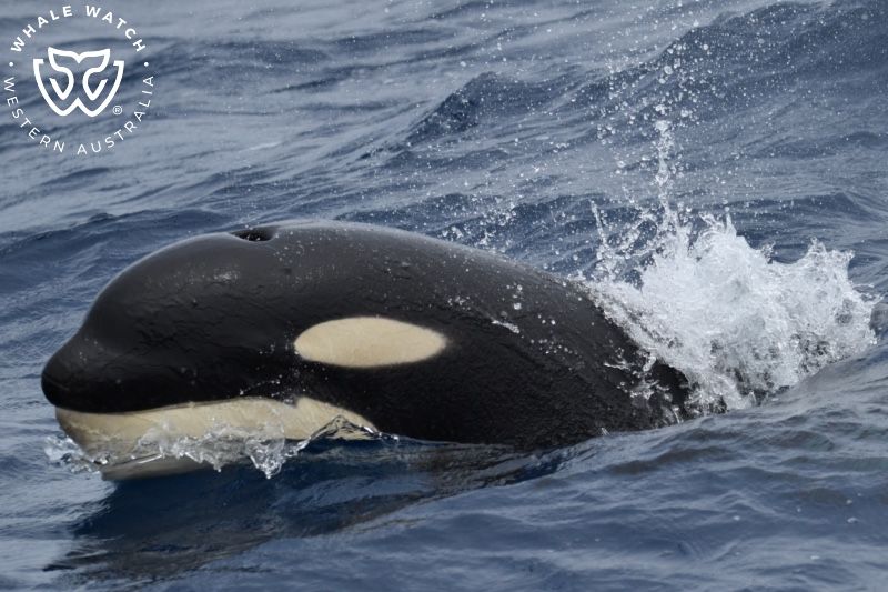 Whale Watch Western Australia