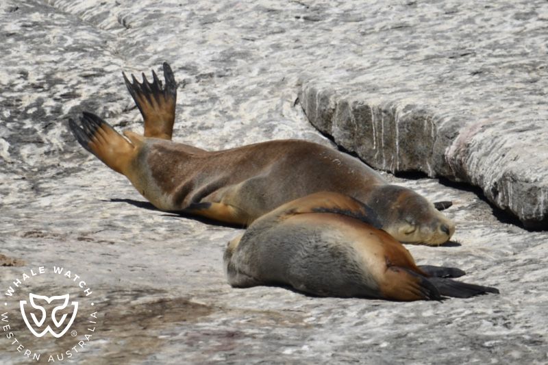 Whale Watch Western Australia