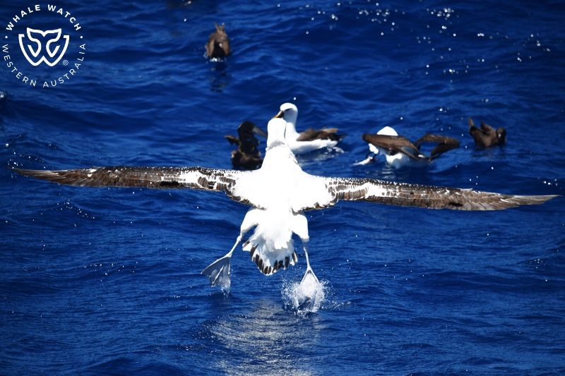 Whale Watch Western Australia
