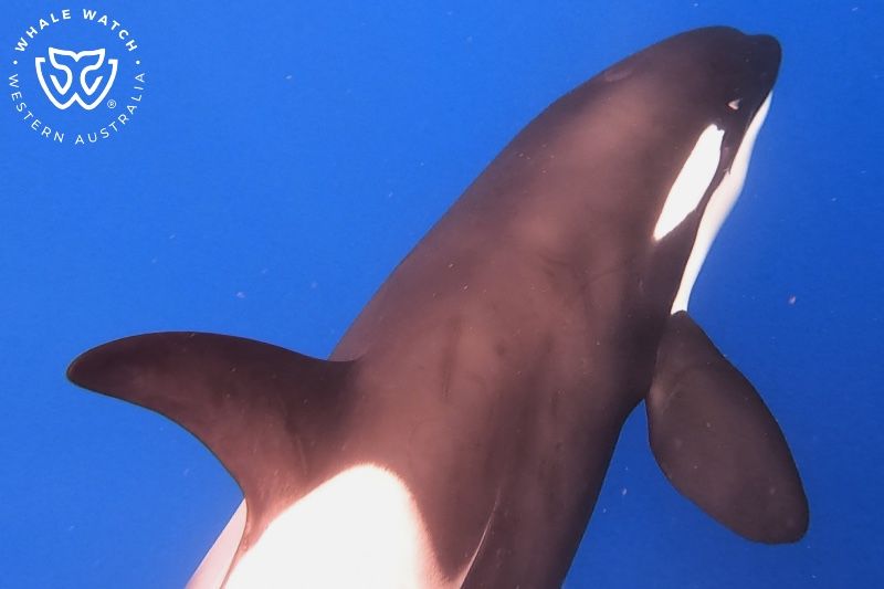 Whale Watch Western Australia