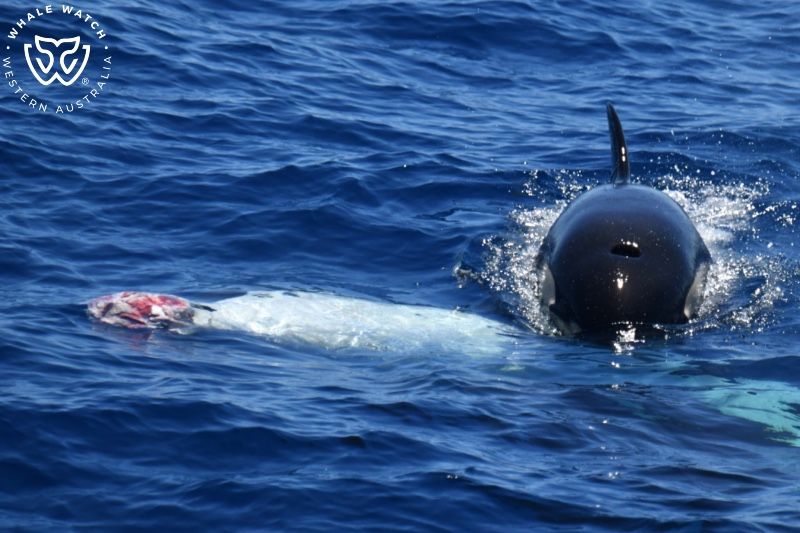 Whale Watch Western Australia