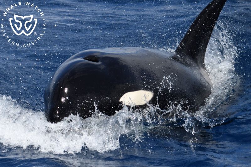 Whale Watch Western Australia