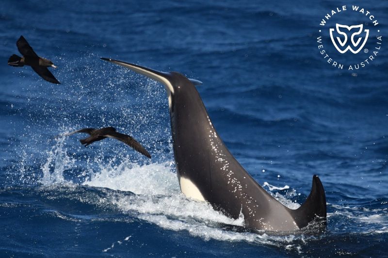 Whale Watch Western Australia