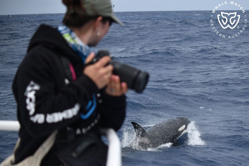 Whale Watch Western Australia