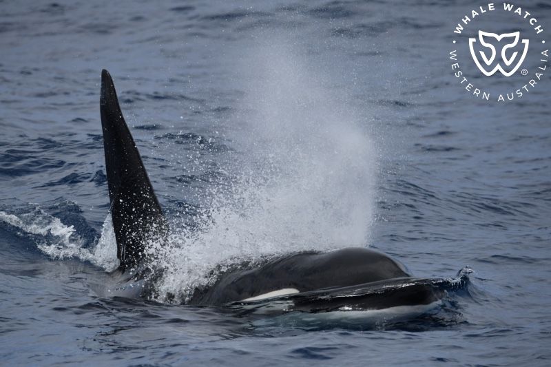 Whale Watch Western Australia