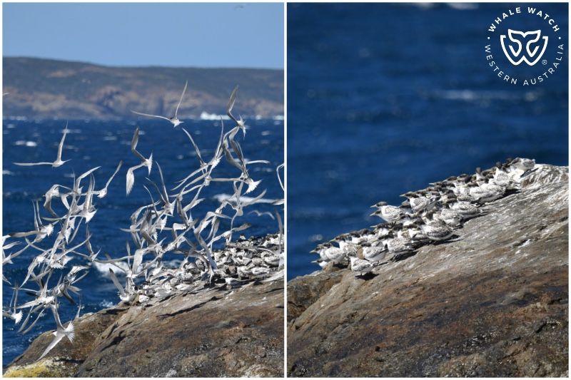 Whale Watch Western Australia