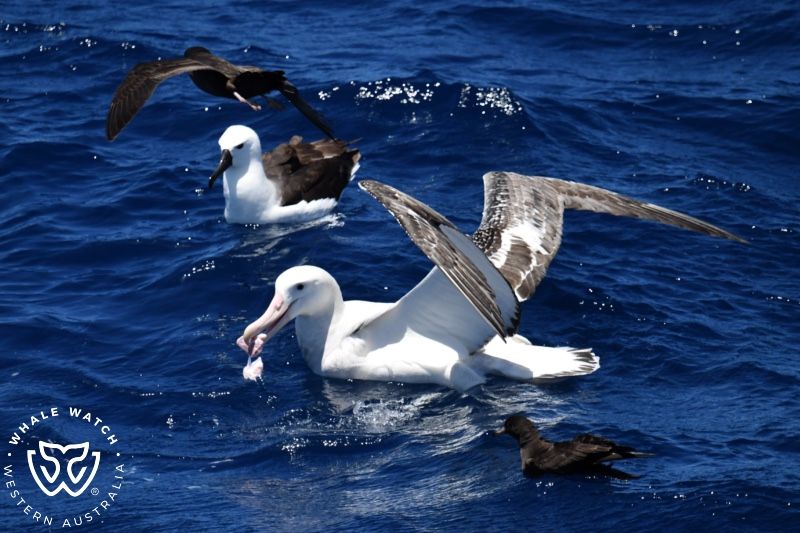 Whale Watch Western Australia