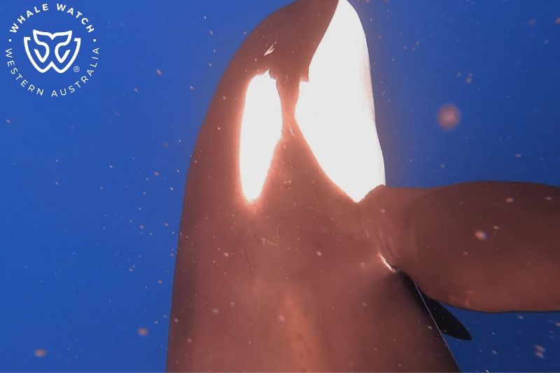 Whale Watch Western Australia