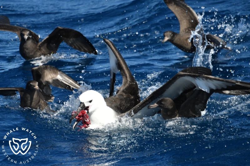 Whale Watch Western Australia