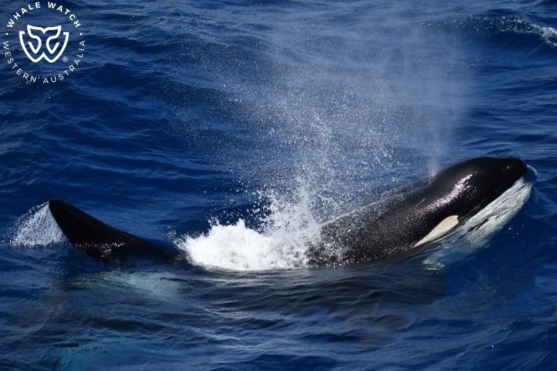 Whale Watch Western Australia
