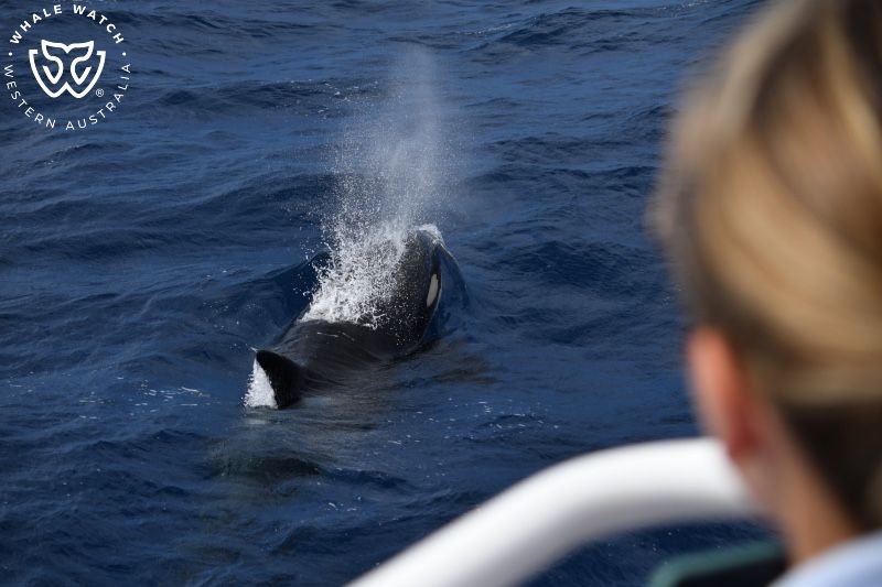 Whale Watch Western Australia