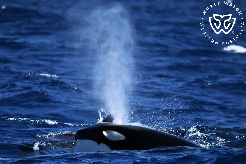 Whale Watch Western Australia