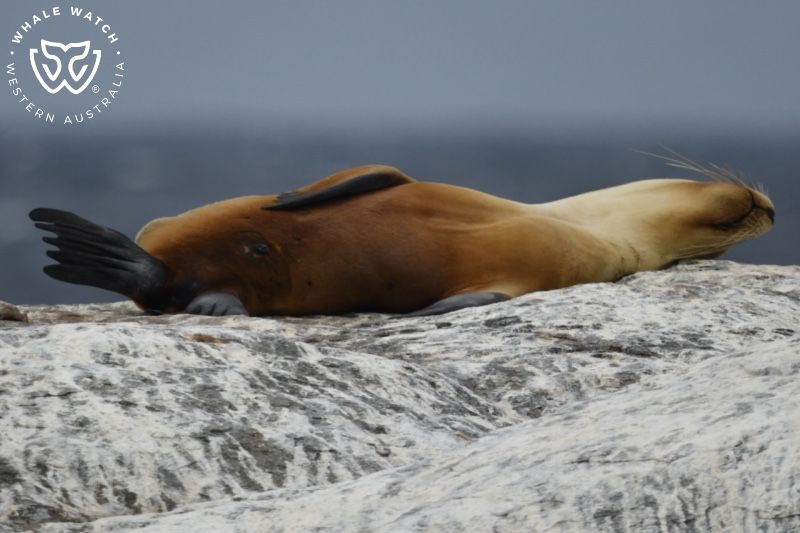 Whale Watch Western Australia