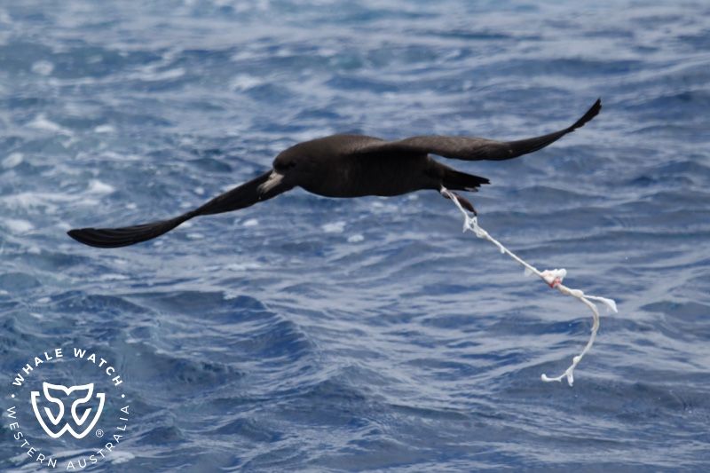 Whale Watch Western Australia