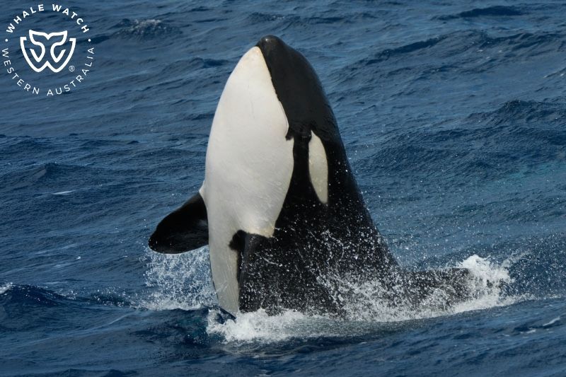 Whale Watch Western Australia