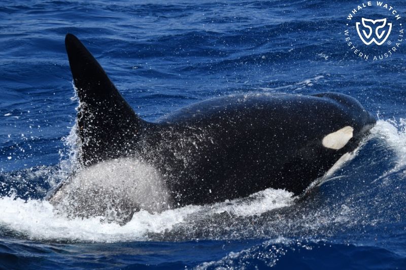 Whale Watch Western Australia